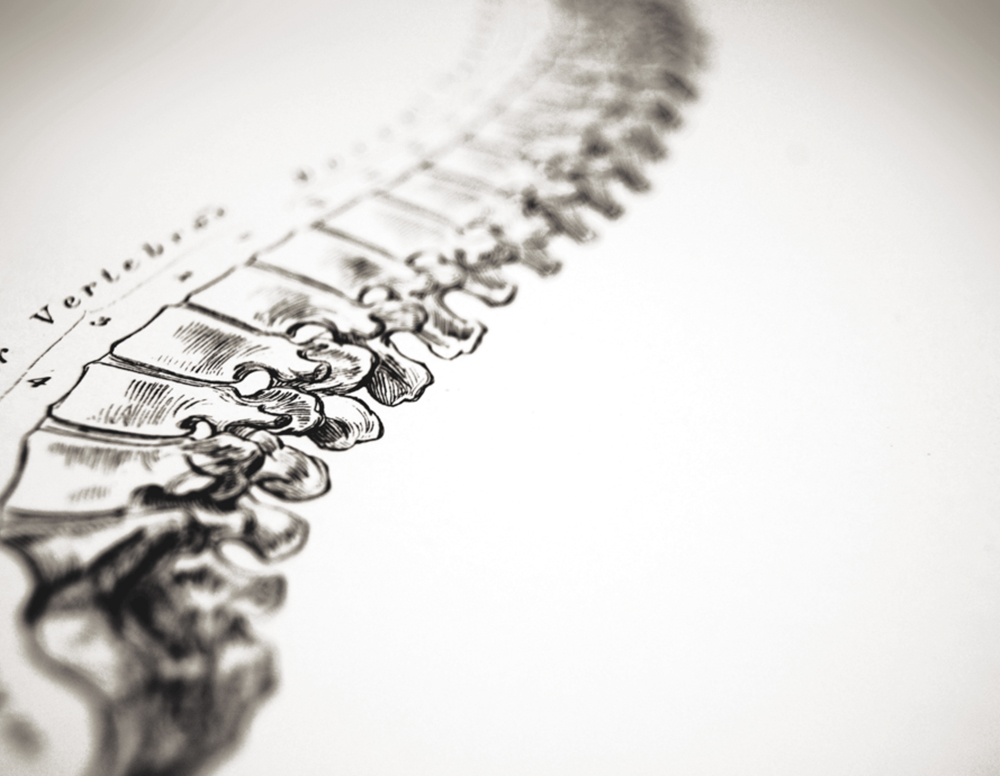 colonna vertebrale colonna vertebrale